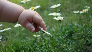 guide to choosing flowers - farm florist