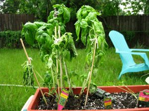Sagging Leaves - do these resemble the leaves on your flowers?