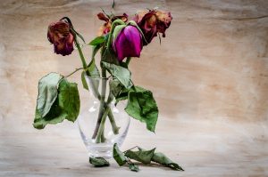 Withering roses - Something to avoid!