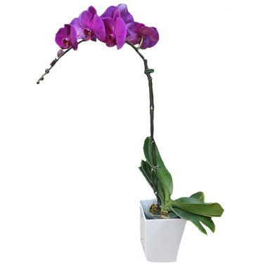 Potted Orchids
