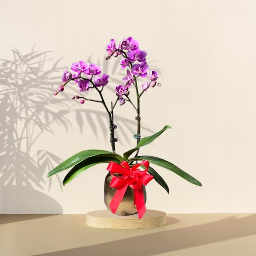Mini Orchid Phalaenopsis - Purple