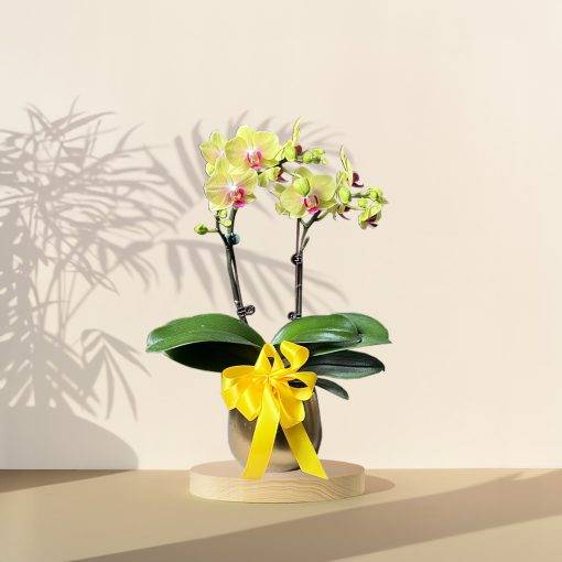 Mini Orchid Phalaenopsis - Yellow